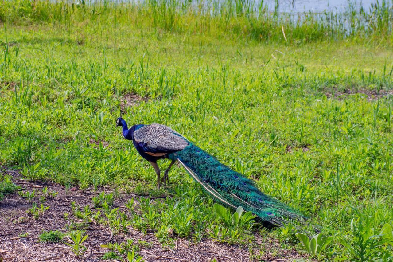 Lakeview & Wildlife Au Gres Exteriér fotografie